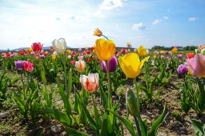 Close-up of yellow tulips in field