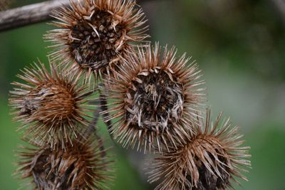 Close-up of plant