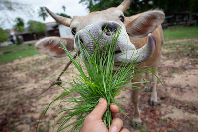 Close-up of hand holding plant on field