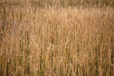 Full frame shot of wheat field