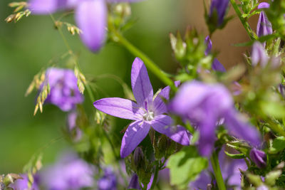 Close-up of purple flowering plant