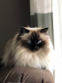 Ragdoll cats blue eyes