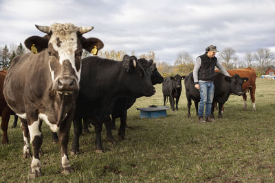 Man with cows in farm