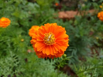 Close-up of orange marigold blooming outdoors