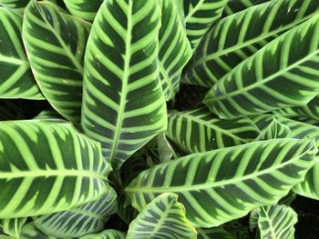 Full frame shot of succulent plant leaves on field