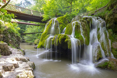 Scenic view of waterfall in forest