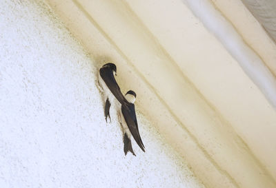 Low angle view of two swallows on the wall