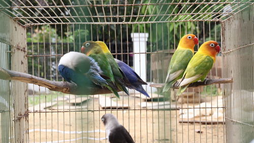 View of parrot in cage