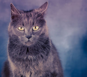 Close-up portrait of black cat