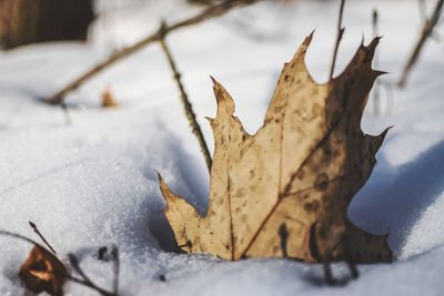 Close-up of dry leaf during winter