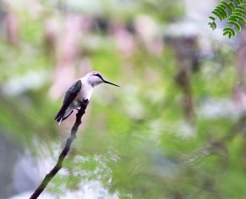 Bird perching on a plant