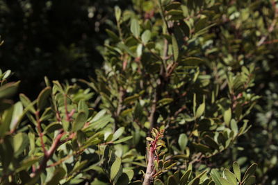 Close-up of green leaves on plant