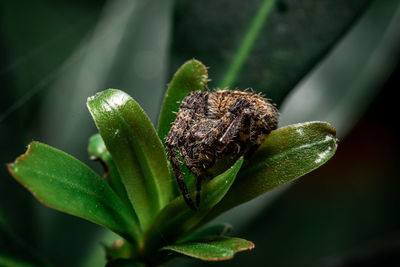 Close-up of flower buds growing outdoors