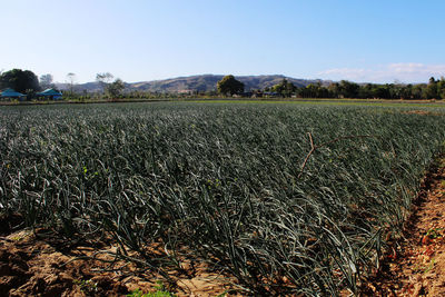 Scenic view of field against clear sky