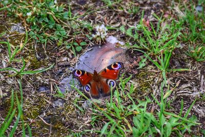 High angle view of insect on grass field