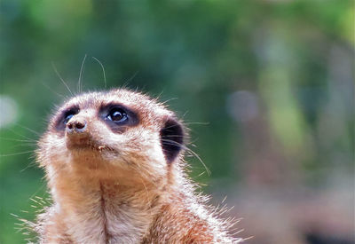 Close-up portrait of an animal