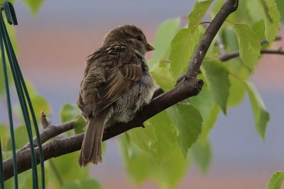 Close-up of bird perching on branch