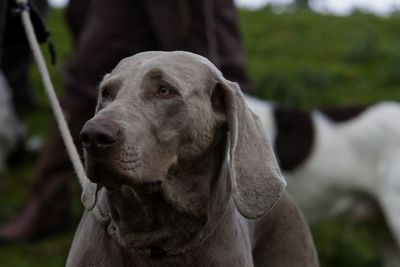 Close-up of dog