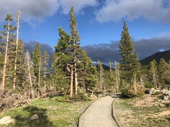 Panoramic view of trees in forest against sky