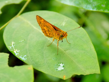 Close-up of butterfly on leaf