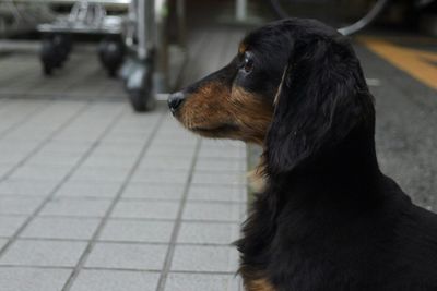 Dog looking away