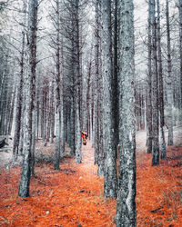 Trees growing in forest during autumn