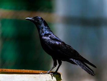 Close-up of bird perching on wood