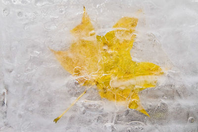 High angle view of autumn leaf in frozen lake