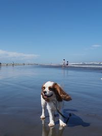 Dog on beach