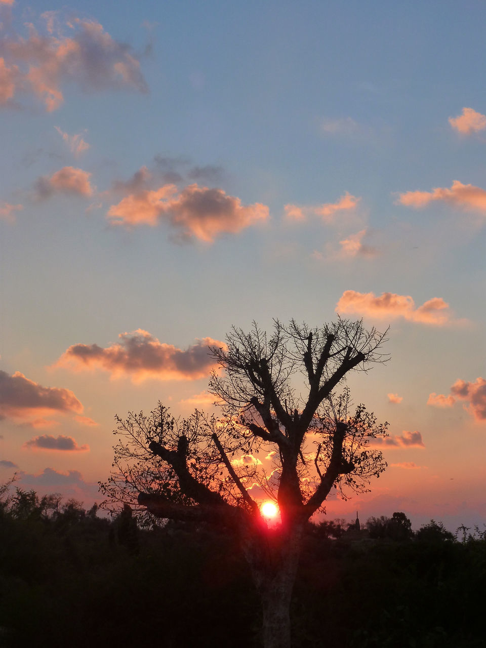 SILHOUETTE BARE TREE AGAINST SUNSET