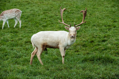 Portrait of sheep standing on grass