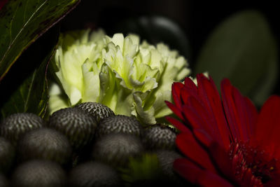 Close-up of red flowers blooming outdoors