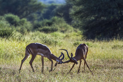 Deer standing on field