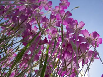 Close-up of pink flowering plant against sky