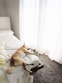Dog resting on bed at home