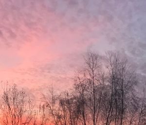 Low angle view of bare trees against sky