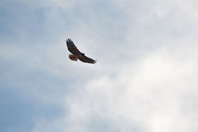 Low angle view of eagle flying in sky