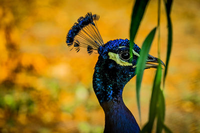 Close-up of a bird