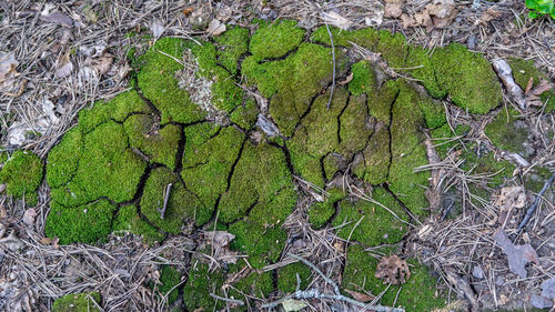 High angle view of moss growing on tree trunk