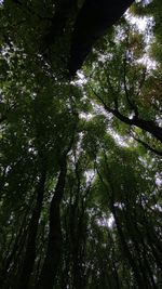 Low angle view of trees in forest