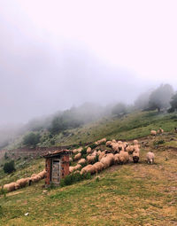 Scenic view of landscape against sky during foggy weather