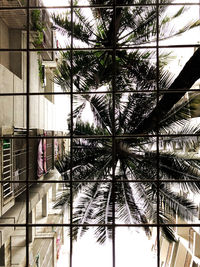 Low angle view of palm trees against building