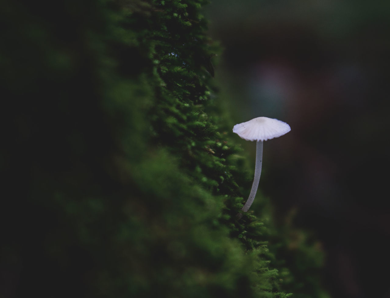 CLOSE-UP OF WHITE MUSHROOMS GROWING ON LAND