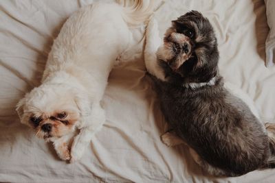 Dog sleeping on couch