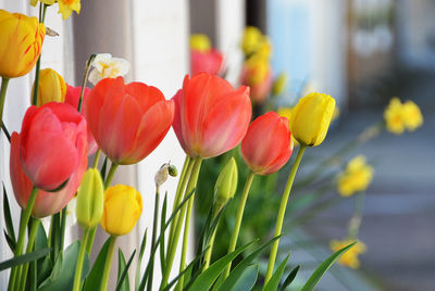 Close-up of yellow tulips blooming