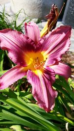 Close-up of pink flower