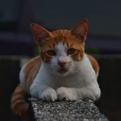 Portrait of cat sitting outdoors