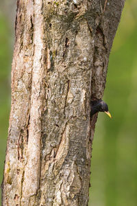 Close-up of a bird on tree trunk