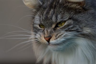 Close-up portrait of a cat
