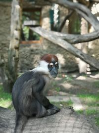 View of monkey sitting on tree